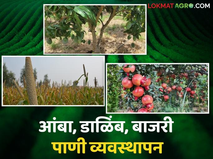 Latest News Agriculture News When and how much water should be given to mango, pomegranate, bajri Find out in detail | Crop Management : आंबा, डाळिंब, बाजरीला कधी आणि किती पाणी द्यावे? जाणून घ्या सविस्तर  Latest News Agriculture News When and how much water should be given to mango, pomegranate, bajri Find out in detail | Crop Management : आंबा, डाळिंब, बाजरीला कधी आणि किती पाणी द्यावे? जाणून घ्या सविस्तर