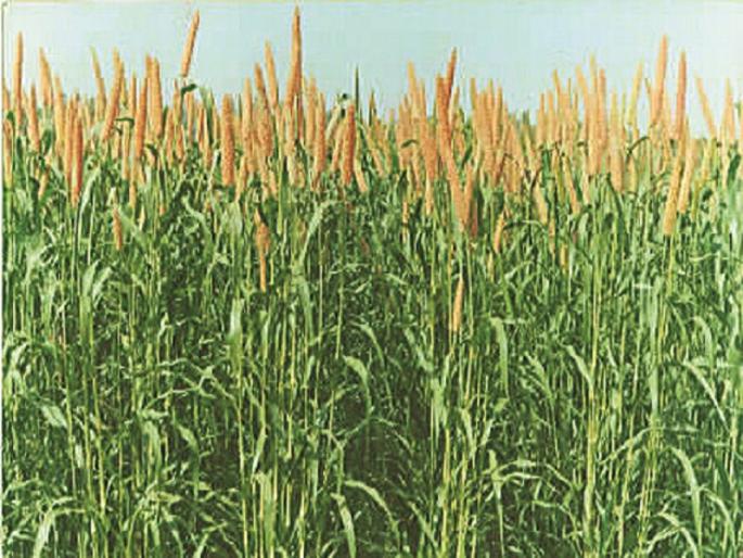 Report of inferior millet seed retained; Khadakwadi, Kamathwadi farmers get financial hit | निकृष्ट बाजरी बियाणाचा अहवाल रखडला; खडकवाडी, कामठवाडीच्या शेतक-यांना आर्थिक फटका