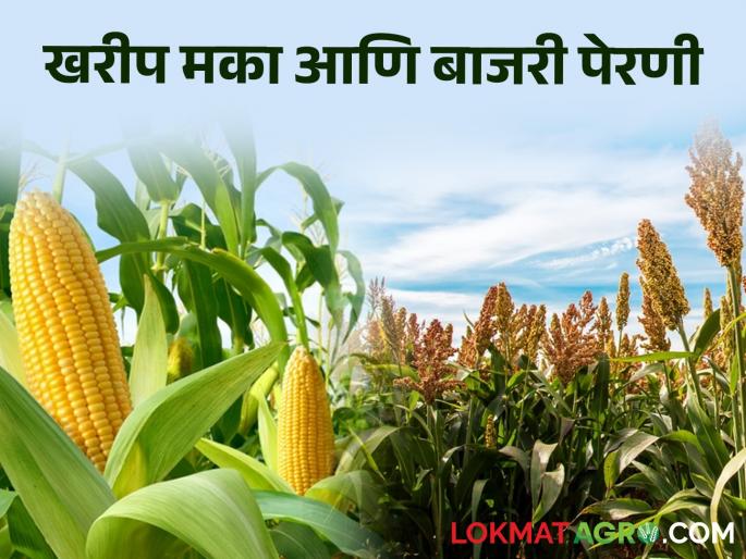 Latest News crop management When and how to sow bajri and maka see details | Bajari Sowing : शेतकऱ्यांनो! बाजरी आणि मका पेरणी कधी आणि कशी करावी? वाचा सविस्तर  Latest News crop management When and how to sow bajri and maka see details | Bajari Sowing : शेतकऱ्यांनो! बाजरी आणि मका पेरणी कधी आणि कशी करावी? वाचा सविस्तर