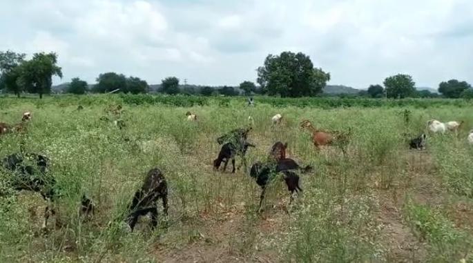 Farmer of Yavatmal district finally released the animals into the crop | यवतमाळ जिल्ह्यातील बळीराजाने अखेर जनावरे पिकात सोडली Farmer of Yavatmal district finally released the animals into the crop | यवतमाळ जिल्ह्यातील बळीराजाने अखेर जनावरे पिकात सोडली