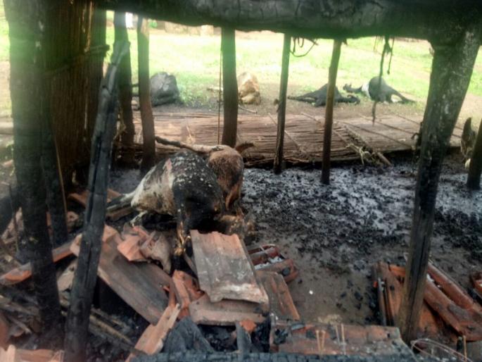 The death of 11 elephants in the fire of a shelter in the Khewar village of Bhiwandi | भिवंडीतील कुहे गावातील निवारा शेडच्या आगीत ११ बकऱ्यांचा मृत्यू The death of 11 elephants in the fire of a shelter in the Khewar village of Bhiwandi | भिवंडीतील कुहे गावातील निवारा शेडच्या आगीत ११ बकऱ्यांचा मृत्यू