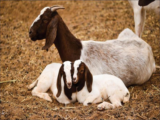 A new Goat Sheep Development Corporation on cooperative basis will be established in Ahmednagar | अहमदनगरला होणार सहकार तत्त्वावरील नवे शेळी मेंढी विकास महामंडळ A new Goat Sheep Development Corporation on cooperative basis will be established in Ahmednagar | अहमदनगरला होणार सहकार तत्त्वावरील नवे शेळी मेंढी विकास महामंडळ