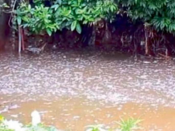 Once again, chemically mixed water in Aboda Ohola; During the rainy season, fish perish | पुन्हा एकदा बेतोडा ओहोळात रसायन मिश्र पाणी; ऐन पावसाळ्यात मासे गतप्राण Once again, chemically mixed water in Aboda Ohola; During the rainy season, fish perish | पुन्हा एकदा बेतोडा ओहोळात रसायन मिश्र पाणी; ऐन पावसाळ्यात मासे गतप्राण
