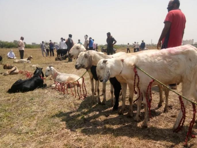 Delete Bakra Mandi at Vathoda in Nagpur, otherwise agitation | नागपूरच्या वाठोडा येथील बकरा मंडी हटवा, अन्यथा आंदोलन