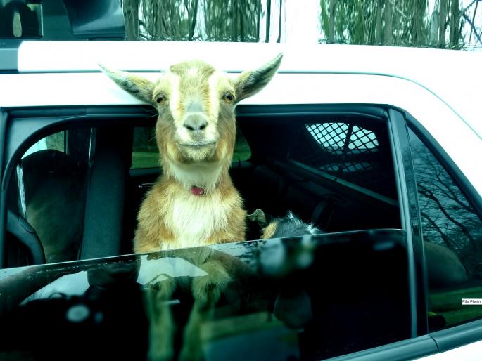 luxury car owners goat thieves active again captured in cctv footage watch video | आलिशान कारमधून चोरून नेल्या चरणाऱ्या दोन बकऱ्या; सीसीटीव्हीमध्ये कैद झाला प्रकार luxury car owners goat thieves active again captured in cctv footage watch video | आलिशान कारमधून चोरून नेल्या चरणाऱ्या दोन बकऱ्या; सीसीटीव्हीमध्ये कैद झाला प्रकार