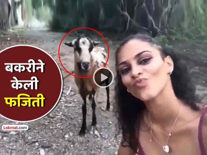 trending video goat attacks girl live camera reel viral funny video social media | VIDEO: बकरीसोबत रील बनवत होती एक मुलगी, अचानक बकरीने जे केलं... पाहून तुम्हालाही येईल हसू trending video goat attacks girl live camera reel viral funny video social media | VIDEO: बकरीसोबत रील बनवत होती एक मुलगी, अचानक बकरीने जे केलं... पाहून तुम्हालाही येईल हसू
