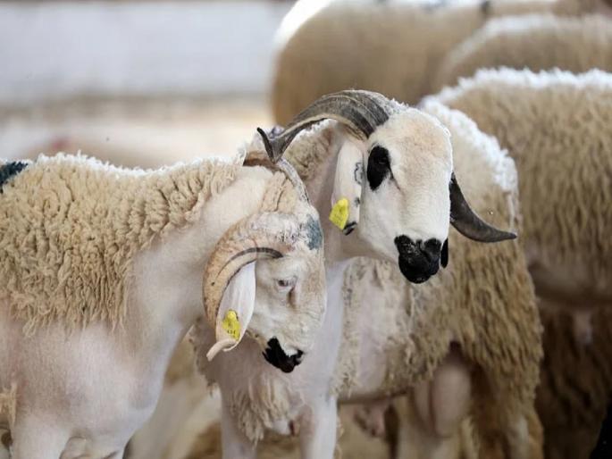 Bakrid-Eid-morocco-king-mohammed-vi-bans-qurbani-on-bakri-eid | 'बकरी ईदला प्राण्यांची कुर्बानी देणार नाही', मुस्लिमबहुल देशाने घेतला मोठा निर्णय; कारण काय? Bakrid-Eid-morocco-king-mohammed-vi-bans-qurbani-on-bakri-eid | 'बकरी ईदला प्राण्यांची कुर्बानी देणार नाही', मुस्लिमबहुल देशाने घेतला मोठा निर्णय; कारण काय?