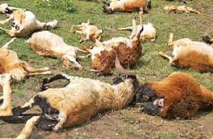 Twelve goats died suddenly | बारा बकऱ्यांचा अचानक तडफडून मृत्यू Twelve goats died suddenly | बारा बकऱ्यांचा अचानक तडफडून मृत्यू