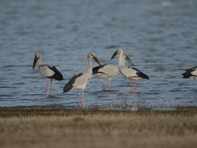Human interference endangers the bird life of Gangapur | मानवी ढवळाढवळ गंगापूरच्या पक्षी जीवनाला घातक