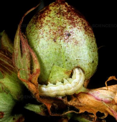 Effect of cotton boll larvae : Decrease in cotton sown in Nagpur district | बोंडअळीचा परिणाम : नागपूर जिल्ह्यात कापसाच्या पेऱ्यात घट Effect of cotton boll larvae : Decrease in cotton sown in Nagpur district | बोंडअळीचा परिणाम : नागपूर जिल्ह्यात कापसाच्या पेऱ्यात घट