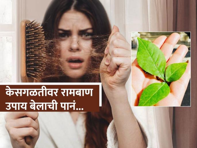 Belpatra benefits for hair growth dandruff removal natural ayurvedic tips | सततच्या केसगळतीला वैतागलात? बेलाच्या पानांचा 'असा' करा उपयोग, बघा औषधी बेलाची कमाल Belpatra benefits for hair growth dandruff removal natural ayurvedic tips | सततच्या केसगळतीला वैतागलात? बेलाच्या पानांचा 'असा' करा उपयोग, बघा औषधी बेलाची कमाल