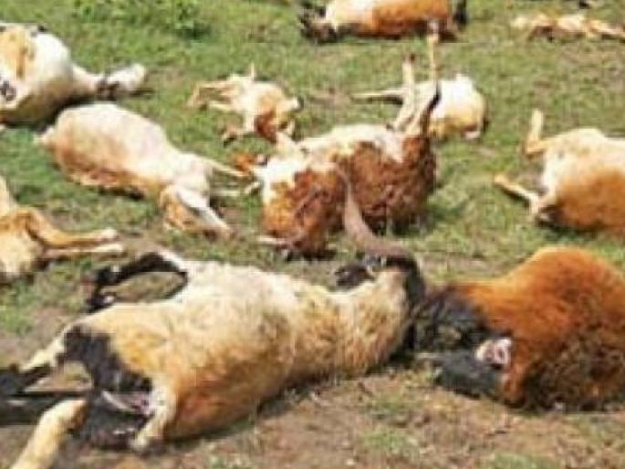 12 goats died due to poisoning after Balumama goats ate shalwar krill in kolhapur | Kolhapur: शाळूच्या किरळातून विषबाधा, सोनगेत बाळूमामांच्या बग्यातील १२ बकऱ्यांचा मृत्यू 12 goats died due to poisoning after Balumama goats ate shalwar krill in kolhapur | Kolhapur: शाळूच्या किरळातून विषबाधा, सोनगेत बाळूमामांच्या बग्यातील १२ बकऱ्यांचा मृत्यू