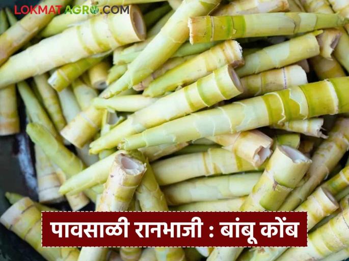 Latest News Ranbhaji Useful for many diseases including joint pain, bamboo Komb ranbhaji, see full recipe | सांधेदुखीसह अनेक आजारांवर उपयुक्त, बांबूच्या कोंबाची भाजी खाल्लीय का, अशी आहे रेसिपी 