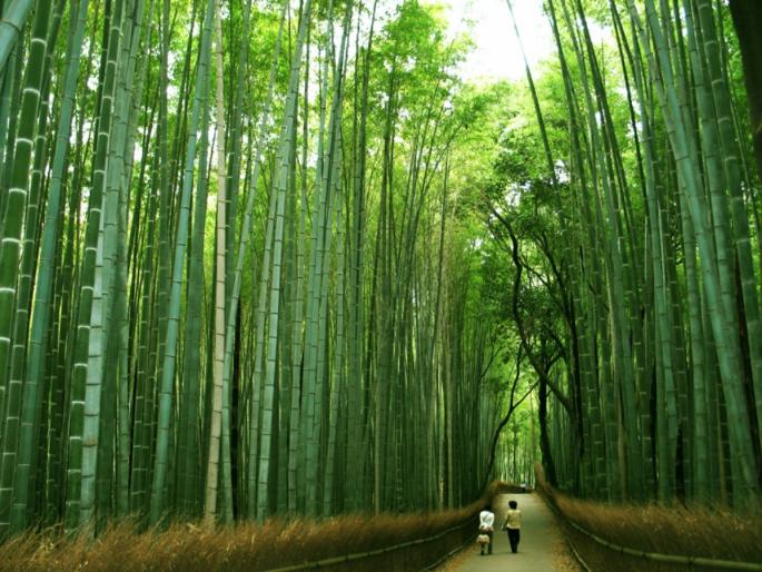 Nature inspires us to live; Learn how from this story! | निसर्ग आपल्याला जगण्याची प्रेरणा देतो; कशी ते 'या' गोष्टीवरून जाणून घ्या! Nature inspires us to live; Learn how from this story! | निसर्ग आपल्याला जगण्याची प्रेरणा देतो; कशी ते 'या' गोष्टीवरून जाणून घ्या!