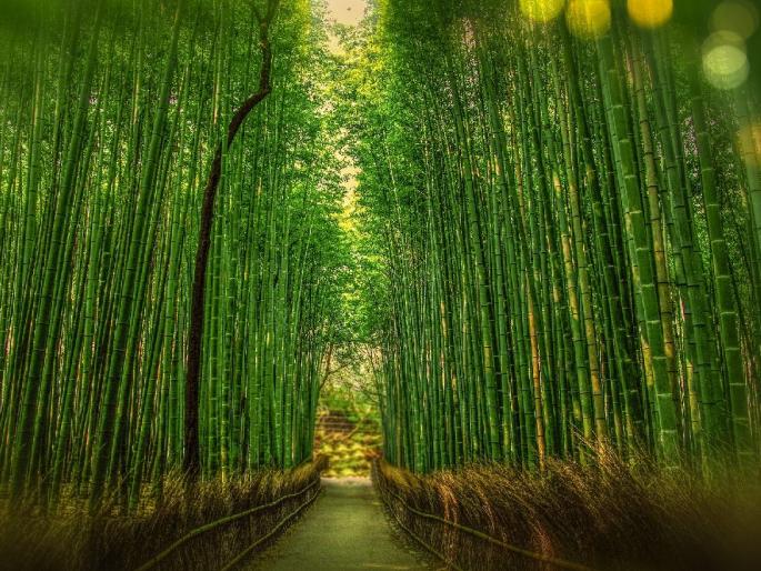 Bamboo enforcement establishment company will be established | बांबू प्रवर्तन प्रतिष्ठान कंपनीची स्थापना करणार Bamboo enforcement establishment company will be established | बांबू प्रवर्तन प्रतिष्ठान कंपनीची स्थापना करणार