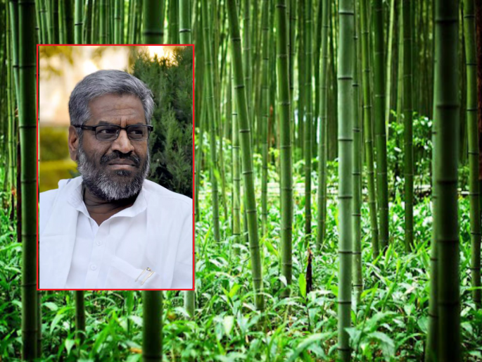 Bamboo task force now in the state to promote bamboo cultivation: Pasha Patel | बांबू लागवडीस प्रोत्साहन देण्यासाठी आता राज्यात बांबू टास्क फोर्स: पाशा पटेल Bamboo task force now in the state to promote bamboo cultivation: Pasha Patel | बांबू लागवडीस प्रोत्साहन देण्यासाठी आता राज्यात बांबू टास्क फोर्स: पाशा पटेल