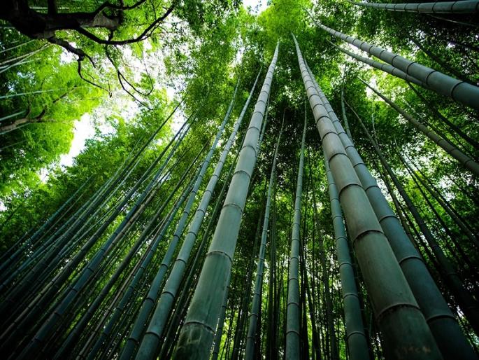 Resolution of 1 crore bamboo plantation in Godavari-Manjara valley in Marathwada | मराठवाड्यात गोदावरी-मांजरा खोऱ्यात १ कोटी बांबूलागवडीचा संकल्प Resolution of 1 crore bamboo plantation in Godavari-Manjara valley in Marathwada | मराठवाड्यात गोदावरी-मांजरा खोऱ्यात १ कोटी बांबूलागवडीचा संकल्प
