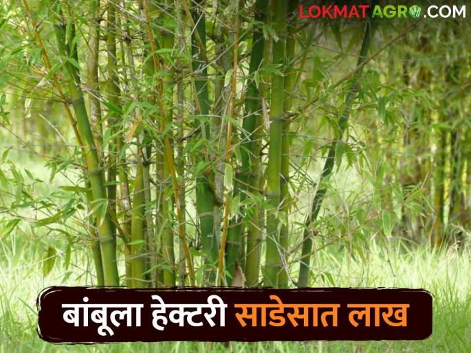 Plant bamboo on waste land and get a subsidy of seven and a half lakhs | पडीक जमिनीवर बांबू लागवड करा आणि साडेसात लाखांचे अनुदान मिळावा