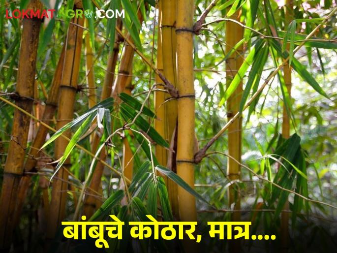 Latest News It is important to set up processing industry for bamboo in Gondia district | Bamboo Cluster : गोंदिया जिल्ह्यात बांबूचे कोठार, मात्र प्रक्रिया उद्योग असणे महत्वाचे!