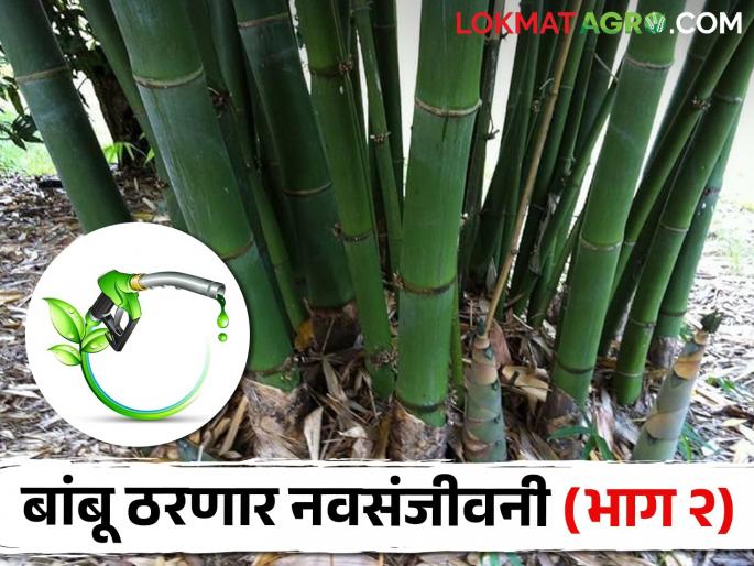 Ethanol production from bamboo; An alternative to petrol, diesel | बांबूपासून होणार इथेनॉल निर्मिती; पेट्रोल, डिझेलला ठरणार पर्याय Ethanol production from bamboo; An alternative to petrol, diesel | बांबूपासून होणार इथेनॉल निर्मिती; पेट्रोल, डिझेलला ठरणार पर्याय
