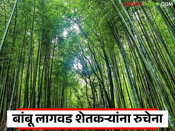 latest news Bamboo Cultivation: Lots of subsidies, little cultivation; Why is there no response to the bamboo scheme? Read in detail | Bamboo Cultivation : अनुदान भरपूर, लागवड थोडी; बांबू योजनेला प्रतिसाद का नाही? वाचा सविस्तर