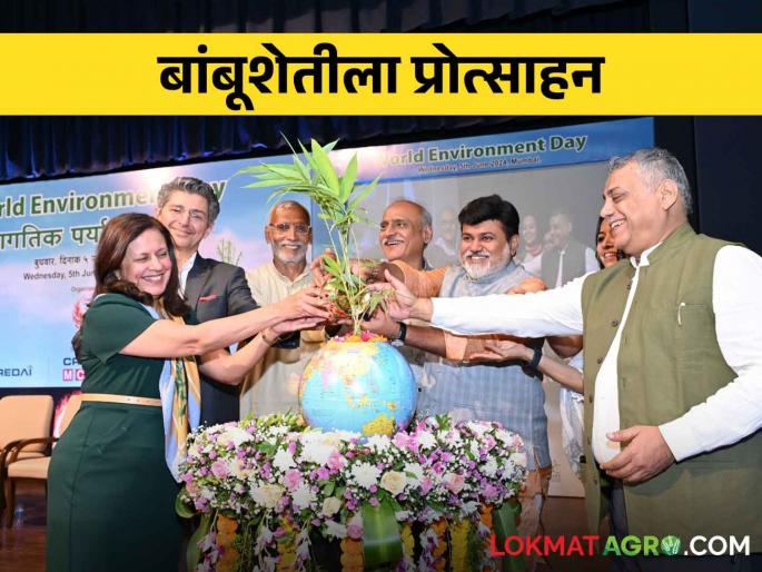 Government will provide financial assistance to farmers for bamboo cultivation | Bamboo Cultivation बांबू लागवडीसाठी शेतकऱ्यांना सरकार अर्थसाहाय्य करणार Government will provide financial assistance to farmers for bamboo cultivation | Bamboo Cultivation बांबू लागवडीसाठी शेतकऱ्यांना सरकार अर्थसाहाय्य करणार