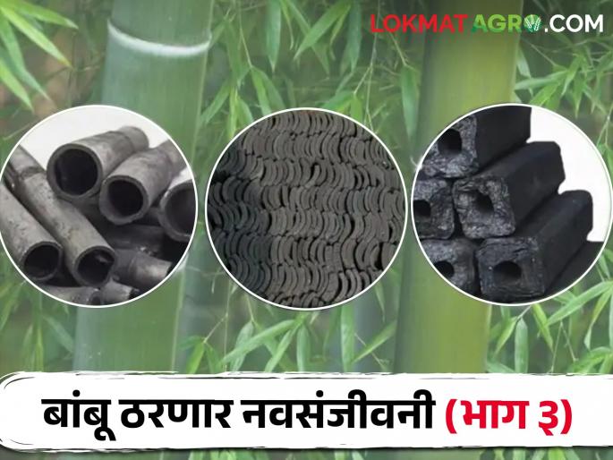 Bamboo Farming Bamboo is like a Kalpavruksha; Bamboo is the only alternative to stone coal | Bamboo Farming बांबू हा जणू कल्पवृक्षच; दगडी कोळशाला बांबू हाच पर्याय Bamboo Farming Bamboo is like a Kalpavruksha; Bamboo is the only alternative to stone coal | Bamboo Farming बांबू हा जणू कल्पवृक्षच; दगडी कोळशाला बांबू हाच पर्याय