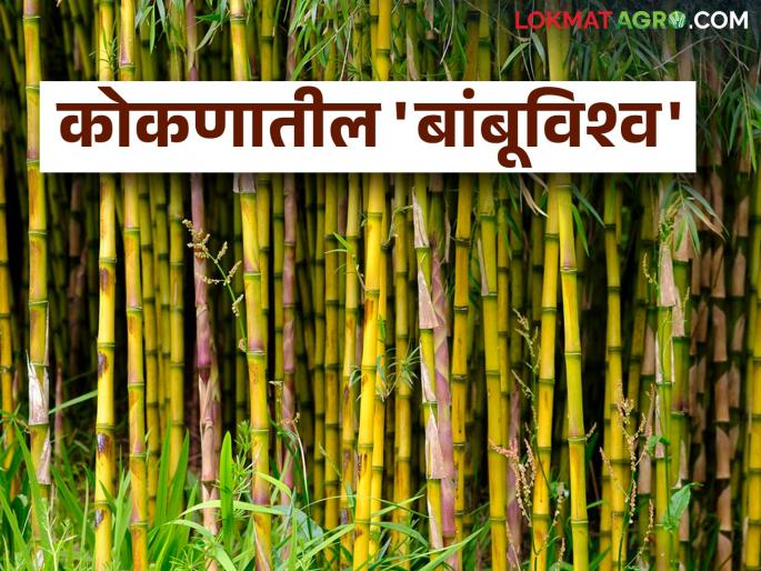 Low cost, less tillage, more yield and income in less time: bamboo Cropping | अल्प खर्च, कमी मशागत, कमी वेळात अधिक उत्पादन व उत्पन्न देणाऱ्या बांबूची गुढी