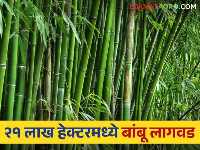 Latest News Bamboo will be cultivated on 21 lakh hectares in maharashtra says pasha patel | Bamboo Cultivation : राज्यात 21 लाख हेक्टरवर बांबूची लागवड होणार, 'हे' आहे कारण? वाचा सविस्तर  Latest News Bamboo will be cultivated on 21 lakh hectares in maharashtra says pasha patel | Bamboo Cultivation : राज्यात 21 लाख हेक्टरवर बांबूची लागवड होणार, 'हे' आहे कारण? वाचा सविस्तर