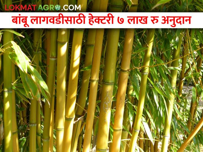 Bamboo will be planted on an area of 10 thousand hectares in the state; Substantial subsidy for cultivation | राज्यात १० हजार हेक्टर क्षेत्रावर बांबू लागवड होणार; लागवडीसाठी भरघोस अनुदान Bamboo will be planted on an area of 10 thousand hectares in the state; Substantial subsidy for cultivation | राज्यात १० हजार हेक्टर क्षेत्रावर बांबू लागवड होणार; लागवडीसाठी भरघोस अनुदान