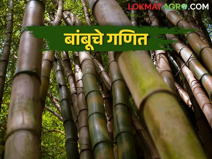 Satara Pattern of Bamboo Farming; Will the farmer become rich? | बांबू शेतीचा सातारा पॅटर्न; शेतकरी होईल का मालामाल? Satara Pattern of Bamboo Farming; Will the farmer become rich? | बांबू शेतीचा सातारा पॅटर्न; शेतकरी होईल का मालामाल?