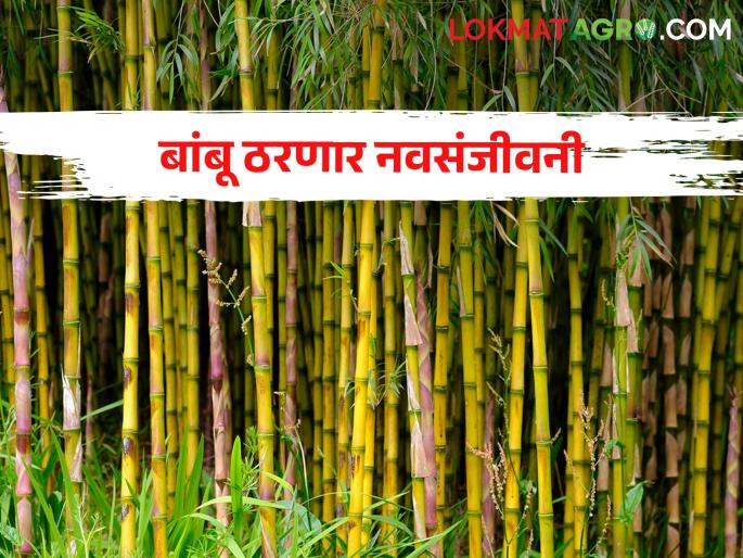 This crop is getting a subsidy of Rs 7 lakh per hectare from the employment guarantee scheme | रोजगार हमी योजनेतून या पिकाला मिळतंय हेक्टरी ७ लाख रुपये अनुदान This crop is getting a subsidy of Rs 7 lakh per hectare from the employment guarantee scheme | रोजगार हमी योजनेतून या पिकाला मिळतंय हेक्टरी ७ लाख रुपये अनुदान