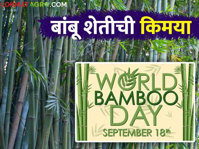 Bamboo Day Special : Farmers Learn Bamboo Farming Techniques and Mantra Read in detail | Bamboo Day Special : शेतकऱ्यांनो शिका बांबू शेतीचा तंत्र आणि मंत्र वाचा सविस्तर Bamboo Day Special : Farmers Learn Bamboo Farming Techniques and Mantra Read in detail | Bamboo Day Special : शेतकऱ्यांनो शिका बांबू शेतीचा तंत्र आणि मंत्र वाचा सविस्तर