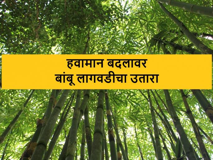 bamboo task force in Maharashtra for climate change | अवकाळी पाऊस अन् दुष्काळात बांबू लागवड ठरणार फायद्याची; टास्क फोर्सची स्थापना bamboo task force in Maharashtra for climate change | अवकाळी पाऊस अन् दुष्काळात बांबू लागवड ठरणार फायद्याची; टास्क फोर्सची स्थापना