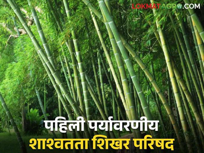 Atal Bamboo Samriddhi Yojana: Urban Forest Hub to be held in the state! | Atal Bamboo Samriddhi Yojana : राज्यात होणार अर्बन फॉरेस्ट हब ! Atal Bamboo Samriddhi Yojana: Urban Forest Hub to be held in the state! | Atal Bamboo Samriddhi Yojana : राज्यात होणार अर्बन फॉरेस्ट हब !