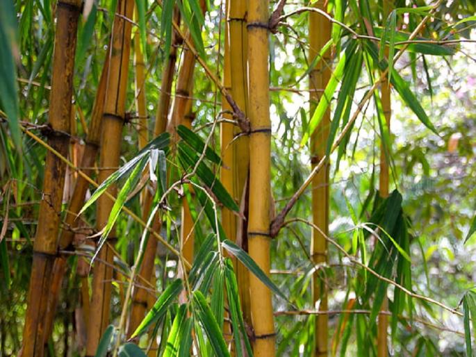 An industry of making furniture from bamboo will be started in Kandati Valley | कांदाटी खोऱ्यात बांबूपासुन फर्निचर बनविण्याचा उद्योग सुरु करणार An industry of making furniture from bamboo will be started in Kandati Valley | कांदाटी खोऱ्यात बांबूपासुन फर्निचर बनविण्याचा उद्योग सुरु करणार