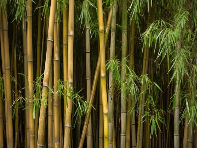 bamboo cultivation in mumbai the municipality project is in trouble due to the prohibition of the commissioner | बांबू लागवडीत ‘मिठाचा खडा’! आयुक्तालयाच्या मनाईमुळे पालिकेचा प्रकल्प अडचणीत bamboo cultivation in mumbai the municipality project is in trouble due to the prohibition of the commissioner | बांबू लागवडीत ‘मिठाचा खडा’! आयुक्तालयाच्या मनाईमुळे पालिकेचा प्रकल्प अडचणीत