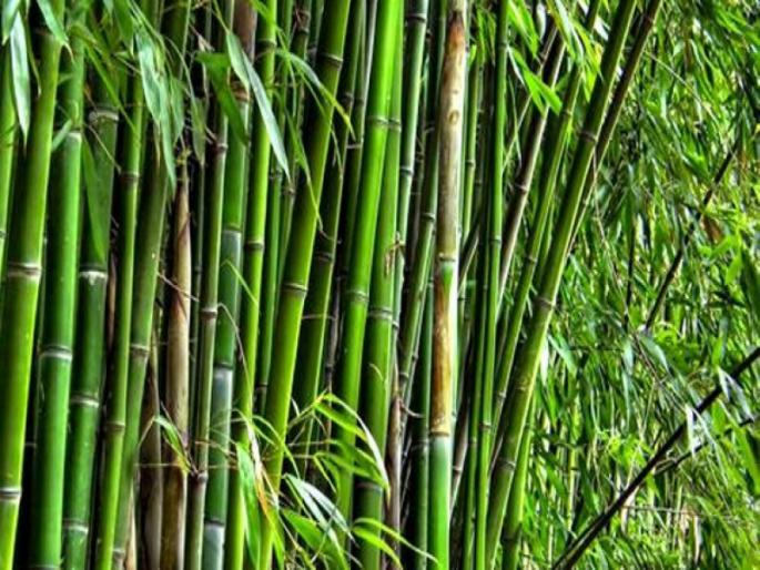 Crores of rupees are earned from bamboo farming In Pune district | पुणे जिल्ह्यात बांबू शेतीतून होतेय कोट्यवधींची कमाई ; यंदा दोनशे हेक्टर लागवड Crores of rupees are earned from bamboo farming In Pune district | पुणे जिल्ह्यात बांबू शेतीतून होतेय कोट्यवधींची कमाई ; यंदा दोनशे हेक्टर लागवड