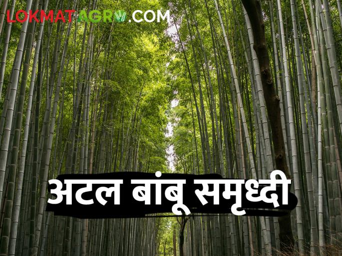 Bamboo gets boost for sustainable income Atal Bambu Prosperity: Upliftment of farmers | शाश्वत उत्पन्नासाठी बांबूला मिळाले प्रोत्साहन, अटल बांबू समृद्धी : शेतकऱ्यांची होणार उन्नती Bamboo gets boost for sustainable income Atal Bambu Prosperity: Upliftment of farmers | शाश्वत उत्पन्नासाठी बांबूला मिळाले प्रोत्साहन, अटल बांबू समृद्धी : शेतकऱ्यांची होणार उन्नती