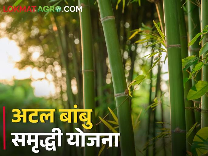 Latest news Apply for Bamboo Plantation Scheme, these documents are required, read in detail | बांबू लागवड योजनेसाठी असा करा अर्ज, ही कागदपत्रे आवश्यक, वाचा सविस्तर  Latest news Apply for Bamboo Plantation Scheme, these documents are required, read in detail | बांबू लागवड योजनेसाठी असा करा अर्ज, ही कागदपत्रे आवश्यक, वाचा सविस्तर