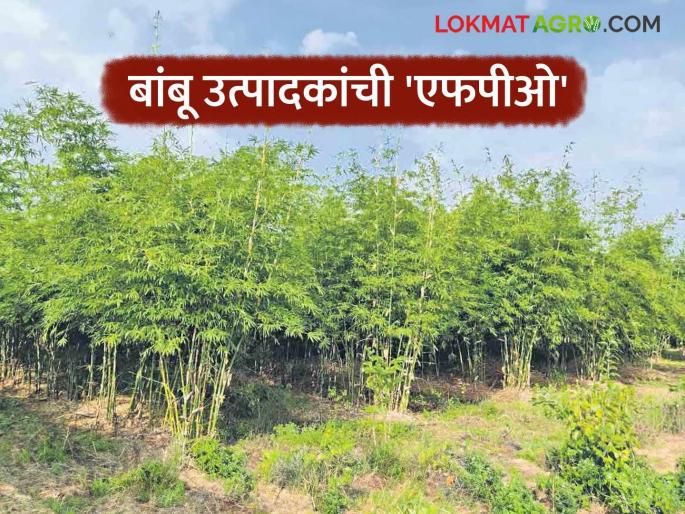 Latest News Farmer producer company giving bonuses to bamboo growers in remote areas, read in detail | दुर्गम भागात बांबू उत्पादकांना बोनस देणारी शेतकरी उत्पादक कंपनी, वाचा सविस्तर 