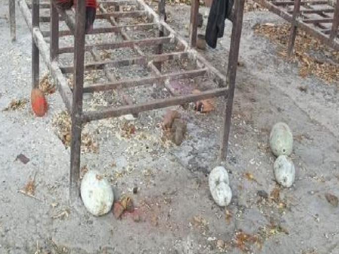 Photos of three people including Bhanamati and former sarpanch were tied to a doll and buried in the crematorium of Bamanoli in Sangli | Sangli: बामणोलीच्या स्मशानभूमीत भानामती, माजी सरपंचासह तिघांचे फोटो बाहुलीला बांधून पुरले Photos of three people including Bhanamati and former sarpanch were tied to a doll and buried in the crematorium of Bamanoli in Sangli | Sangli: बामणोलीच्या स्मशानभूमीत भानामती, माजी सरपंचासह तिघांचे फोटो बाहुलीला बांधून पुरले