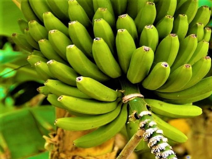 Gulf War Hits Maharashtra Farmers: Banana Export Halt Leads to Major Price Drop in Nanded and Hingoli | युद्धाचा फटका मराठवाड्याला! निर्यात कोलमडल्याने 'कांदेबहार' केळी बागायतदारांचे कंबरडे मोडले Gulf War Hits Maharashtra Farmers: Banana Export Halt Leads to Major Price Drop in Nanded and Hingoli | युद्धाचा फटका मराठवाड्याला! निर्यात कोलमडल्याने 'कांदेबहार' केळी बागायतदारांचे कंबरडे मोडले