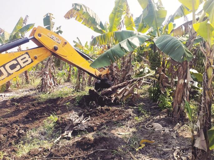 Effort wasted, expenses not paid off! Farmer uses JCB on 5 acres of banana plantation | भाव गडगडल्याने खर्चही निघेना; शेतकऱ्याने फिरविला ५ एकर केळीच्या बागेवर जेसीबी