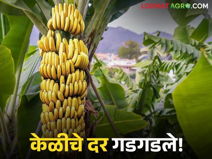 Banana prices have plummeted; banana farmers are being hit by the price difference | केळीचे भाव गडगडले; भावाच्या तफावतीचा केळी उत्पादक शेतकऱ्यांना बसतोय फटका Banana prices have plummeted; banana farmers are being hit by the price difference | केळीचे भाव गडगडले; भावाच्या तफावतीचा केळी उत्पादक शेतकऱ्यांना बसतोय फटका