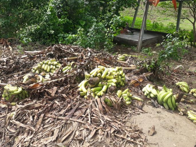 Banana grower farmers in Buldana district in trouble | बुलडाणा जिल्ह्यातील केळी उत्पादक शेतकरी संकटात Banana grower farmers in Buldana district in trouble | बुलडाणा जिल्ह्यातील केळी उत्पादक शेतकरी संकटात