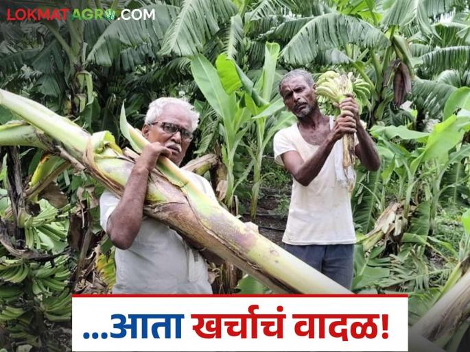 latest news Banana Crop Damage: Stormy winds: Now it costs thousands to even pull out the bunches Read in detail | Banana Crop Damage : वादळी वाऱ्याचा तडाखा : आता घड बाहेर काढायलाही हजारोंचा खर्च वाचा सविस्तर