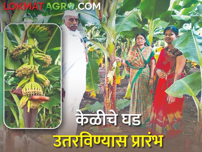 Start unloading bunches of bananas by filling the pit with coconut | खणा-नारळाची ओटी भरली, पण केळीच्या घडांची, काय आहे प्रथा? Start unloading bunches of bananas by filling the pit with coconut | खणा-नारळाची ओटी भरली, पण केळीच्या घडांची, काय आहे प्रथा?