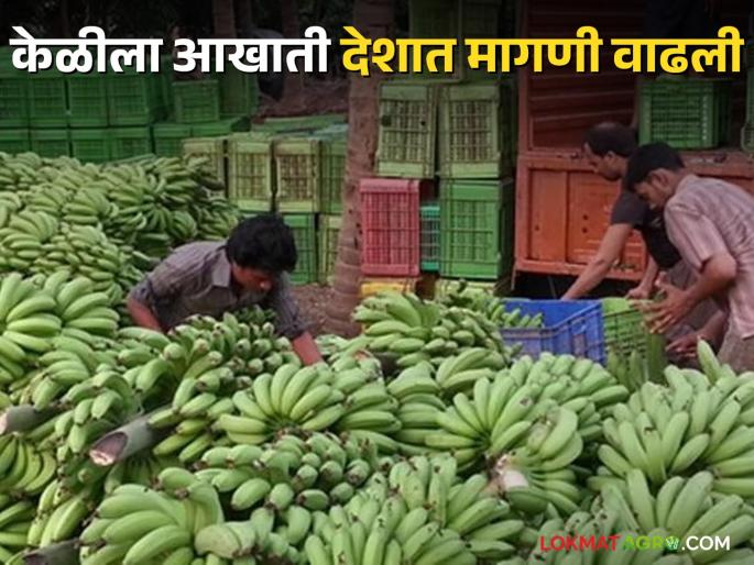 Latest News agriculture News Banana export increased in foreign countries from dhule district | Banana Export : आखाती देशांत केळीची निर्यात वाढली, योग्य व्यवस्थापनातून चांगला मोबदला  Latest News agriculture News Banana export increased in foreign countries from dhule district | Banana Export : आखाती देशांत केळीची निर्यात वाढली, योग्य व्यवस्थापनातून चांगला मोबदला