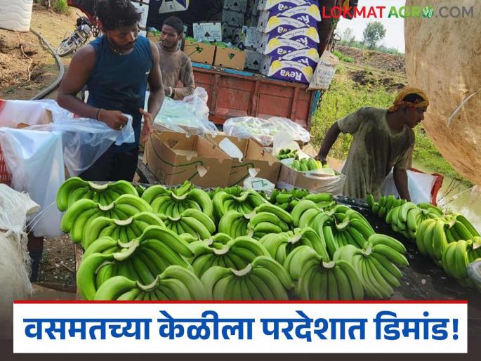 latest news Banana Export: Vasmat's bananas are in demand abroad; Record prices from Iraq Read in detail | Banana Export : वसमतच्या केळीला परदेशात डिमांड; इराककडून विक्रमी दर वाचा सविस्तर